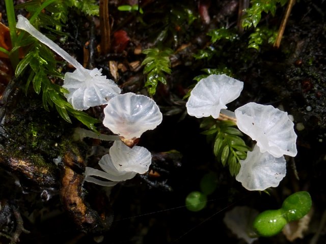Delicatula integrella, Weißer Adernabeling